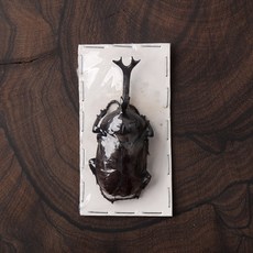 장수풍뎅이 건조표본 곤충박제, 수컷 중(60mm이상)(A/A-)