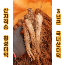 태백산골더덕