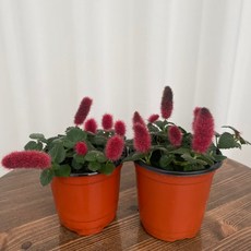 여우꼬리풀 1+1 온정원 공기정화식물