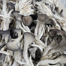 느타리 손질 버섯 (국내산) 1kg, 1개