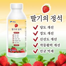 딸기상토