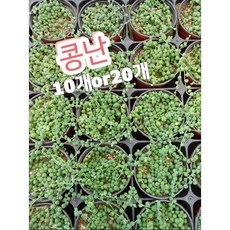 인판티노대롱대롱