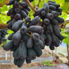 sapphire그래픽카드