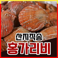 고성홍가리비