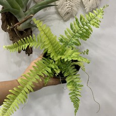 무늬보스턴고사리