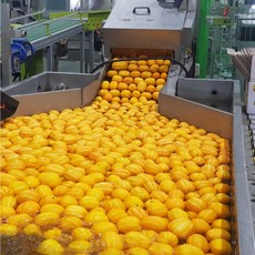 성주 당도선별 미니참외 가정용, 10kg(60과내외), 1개
