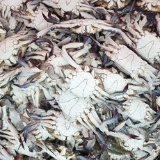 [산지직송]당일바리 태안 안면도 빙장 활 숫꽃게1kg-대(2~3마리), 1개