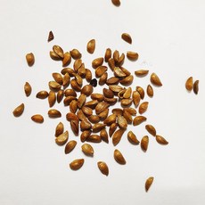 서부해당화