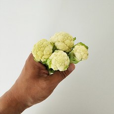 아이스템 콜리플라워, 1개, 1kg