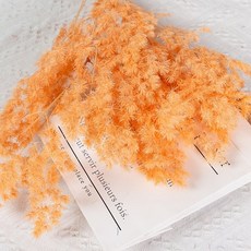 아스파라거스미리오클라두스