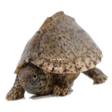 7edbd5d04f875344d1dfe0afd36fc372af66115ff12778136ac11d8f48e4.jpg