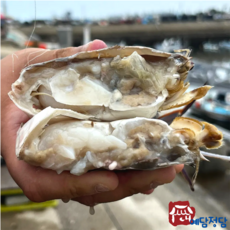 [당일조업] 태안 신진도 가을 활 숫꽃게 빙장포장 제철 꽃게 1KG 3~5마리내외, 1개, 2kg(6~10마리)