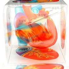 심장모형큐브