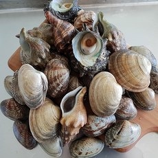 통영직송 해물탕용 자연산 모듬조개1.5kg, 단품