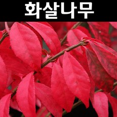 화살나무 묘목 키80cm 1개/정원/공원/조경수