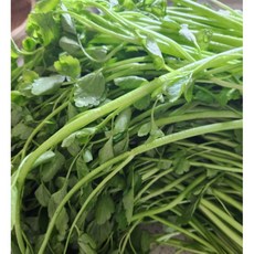 [재구매율BEST] 국산 신선한 생 미나리 400G 1KG 세척 돌미나리 400g 1개