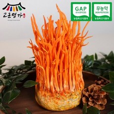 고군명가 국내산 GAP 무농약 귀리 동충하초 2개 개당 200g 내외