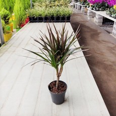 드라세나마지나타