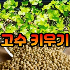 고수모종