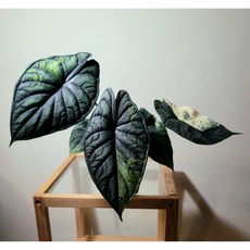 (비비플랜츠)드래곤스케일바리에가타 알로카시아 24cm(동일품발송)희귀식물 관엽식물 홈가드닝 플랜테리어 식집사 무천이 까페식물