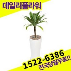 승진화분울산미세먼지 TOP01