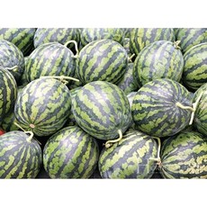 (과일천국1번지) 신토불이 꿀 수박 1통, 1개