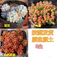 플라워베리생크림