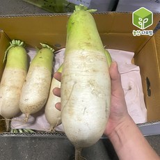 국내산 햇무 제주무 월동무 흙무 세척무 무우 10kg, 1개