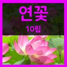 연꽃씨 10립 연꽃 씨앗 수련 꽃 씨 종자 파종 키우기