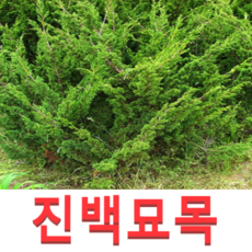 백향과묘목