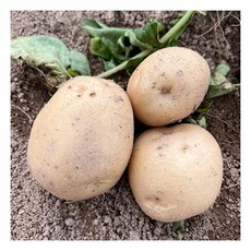 [전라도청년] 포슬포슬 국산 두백감자 특 5kg (100-140g)