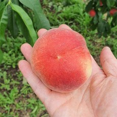 [자연맛남] 국내산 대극천 납작복숭아 1kg (12과내외), 1개