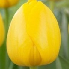  튤립 30주 노비 썬 (10월부터) 