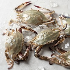 국내산 태안 급냉 숫꽃게 3kg (9-15미), 1개