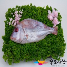 죽도시장 참돔(제수용)1미(36~40cm내외), 단품