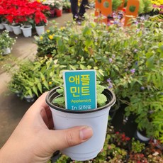 애플민트모히또