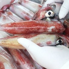 기타 [춘백이네어부장터] 동해안에서 잡은 국내산 한치 1kg 내외 8-10미, 1개