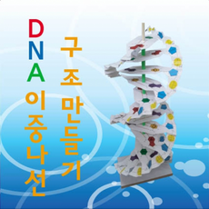 디엔에이모형