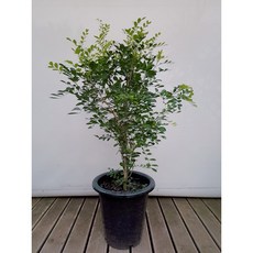 9a5c437e5744506728d82573d2276ecb8ec1e40d6b63322ebd30ceb14090.jpg