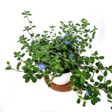 소예방 아메리칸블루 (중품) 파란꽃이 예쁜 키우기쉬운 키우기좋은, 1개
