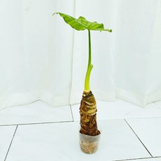 23d8f2e317523be8cafe83d4516953bb261ffc03edcddf6a20ac41cb1f09.jpg