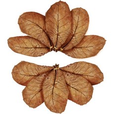 SunGrow 20pcs 대형 카타파 인디언 아몬드 잎 물고기 수족관 탱크 78인치 성공적인 번식과 열대우림 환경 조성을 위한 새우를 워터 컨디셔너 베타, 10 Leaves, 20개