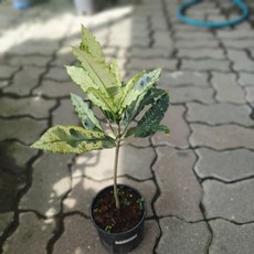 크로톤에버넘 바리에가타 수입식물 30~45cm 259