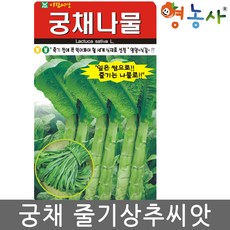 궁채씨앗 500립 줄기상추 종자, 단품