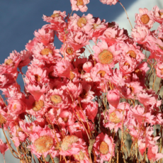 드라이플라워 4가지 종류의 드라이플라워 미니드라이플라워 장미꽃다발 안개 꽃다발, 로단테(20cm/한단), 화이트