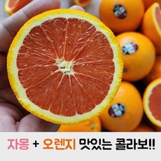 [핑크빛유혹] 고당도 카라카라 오렌지 중대과