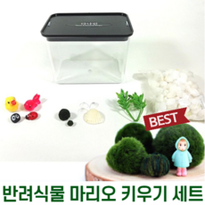 마리모 키우기 DIY 세트 어항 만들기 반려식물 관찰 키트, 단품