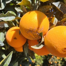 [KT알파쇼핑]엠파크 캘리포니아 못난이 달콤 오렌지 10kg(최대 45과), 1개