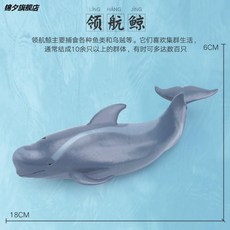 향유고래모형