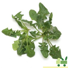 사라상회 노지 시금치 1Kg, 1박스